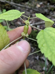 Neolasioptera boehmeriae