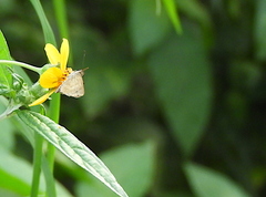 Callimormus saturnus