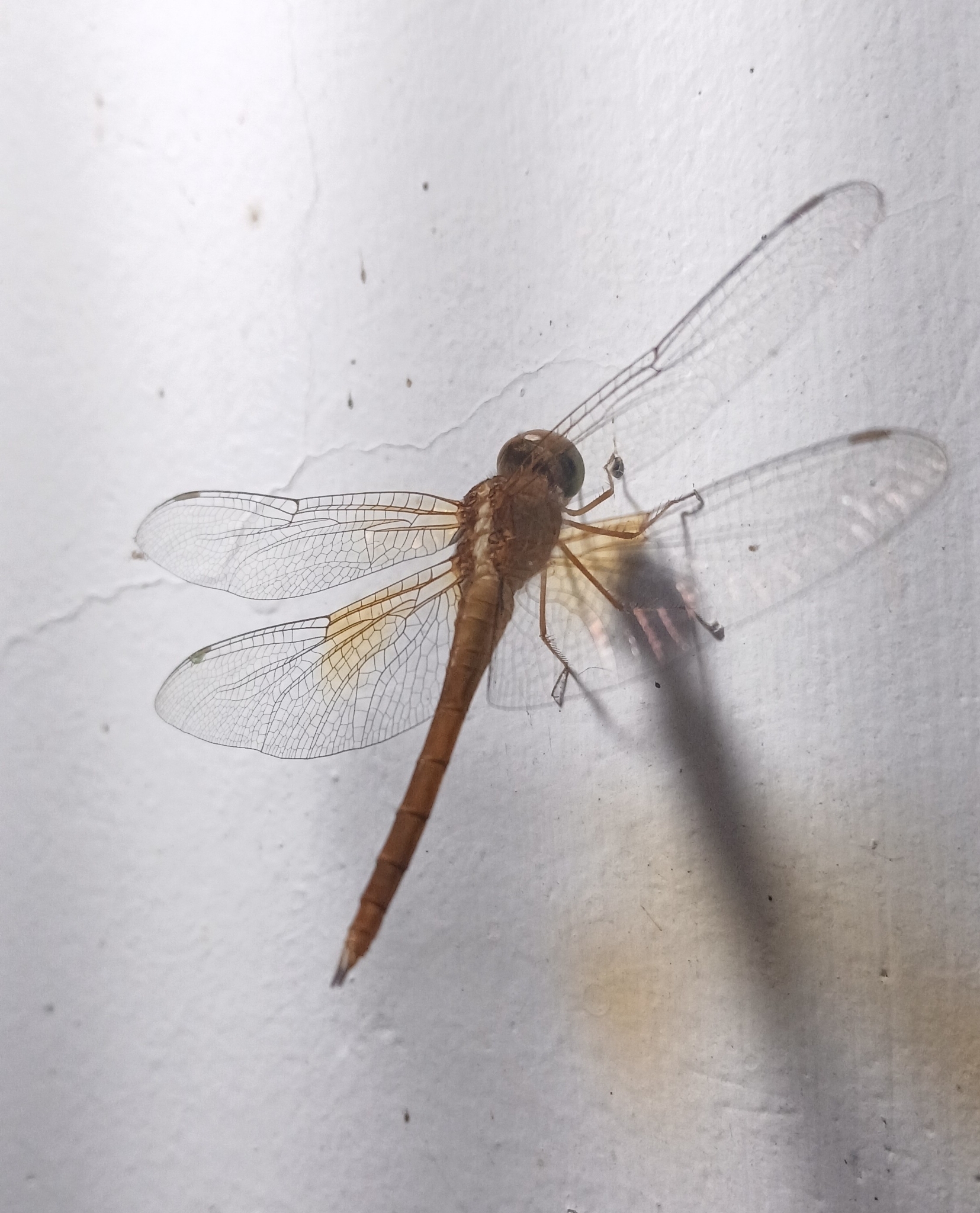 Coral-Tailed Cloudwing