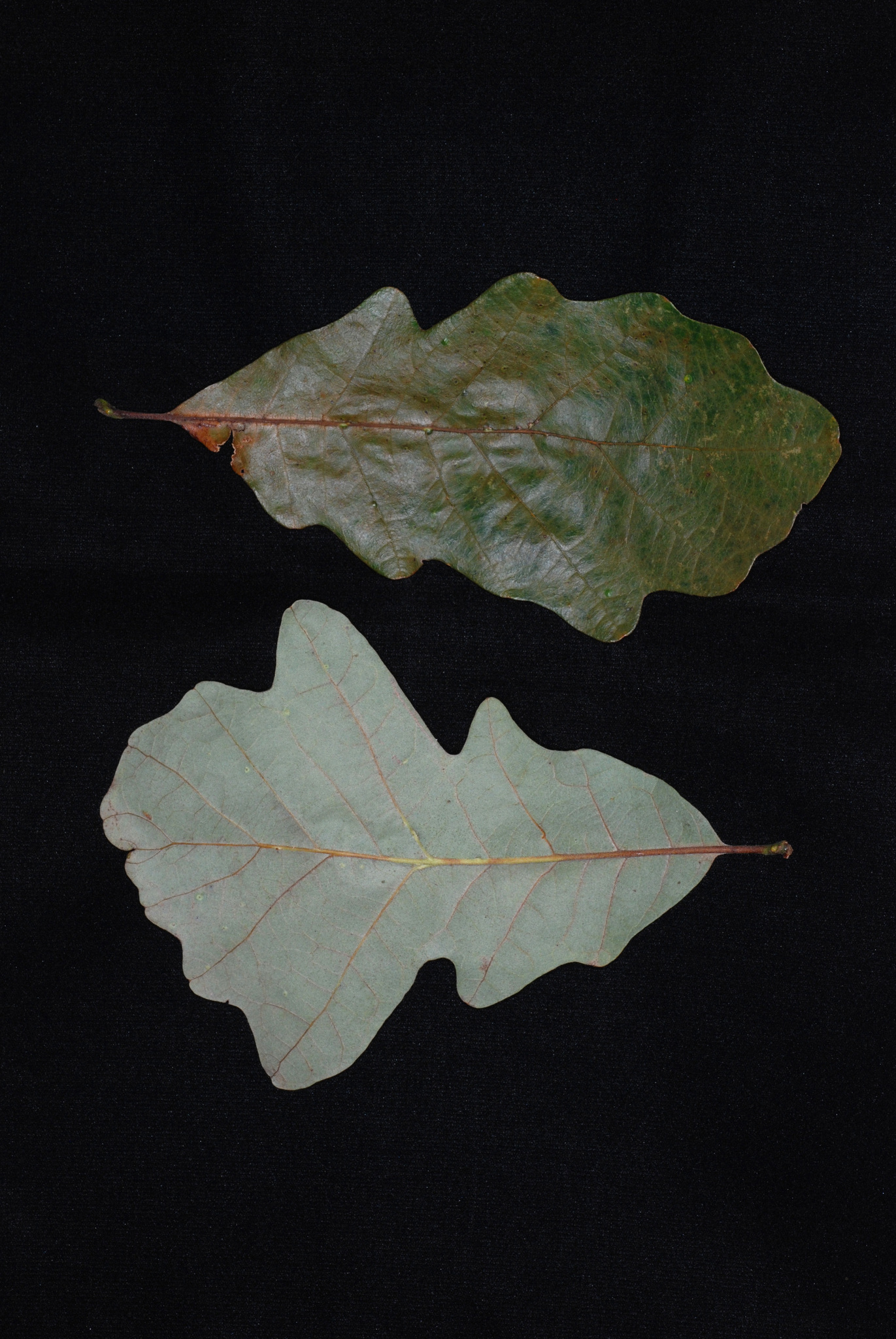 Quercus X schuettei
