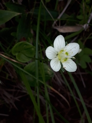 Parnassia