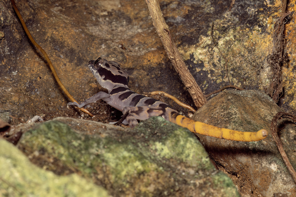 Roesler's Bent-Toed Gecko