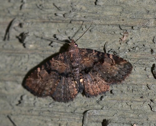 Four-spotted Fungus Moth photo 2