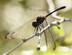 Dythemis velox