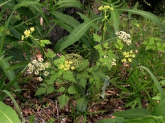 Thaspium chapmanii