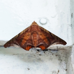 Episparis tortuosalis