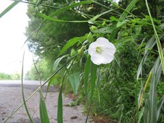 Calystegia silvatica fraterniflora