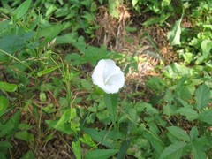 Calystegia silvatica fraterniflora