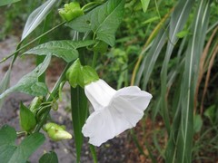 Calystegia silvatica fraterniflora