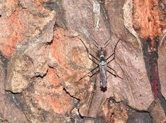 Toxorhynchites splendens