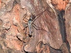 Toxorhynchites splendens