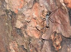 Toxorhynchites splendens