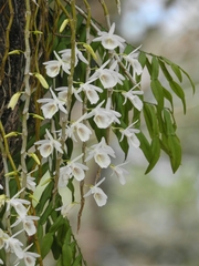 Dendrobium polyanthum