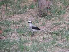 Fluvicola nengeta nengeta