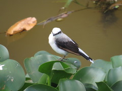 Fluvicola nengeta nengeta