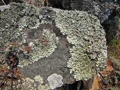 Xanthoparmelia stenophylla