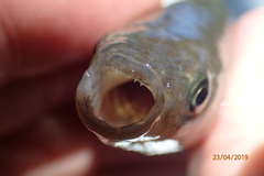 Mummichog photo 5