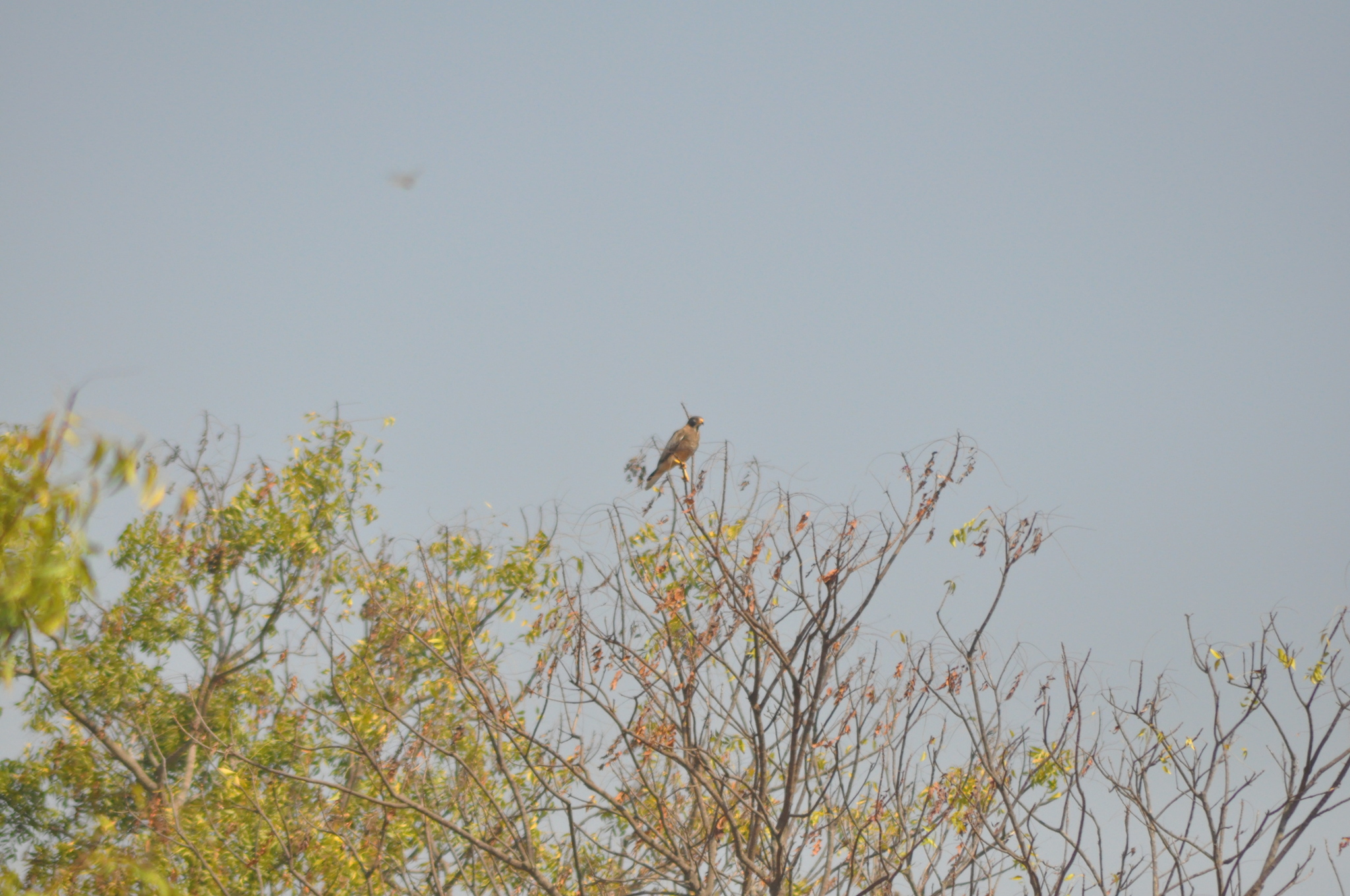 White-eyed Buzzard