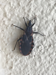 Triatoma