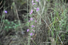 Liatris aspera