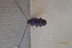 Phoenicobiella chamaeropis