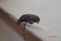 Phoenicobiella chamaeropis