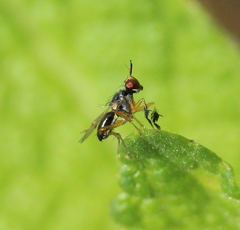 Anaphalantus longicornis