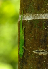 Phelsuma andamanensis