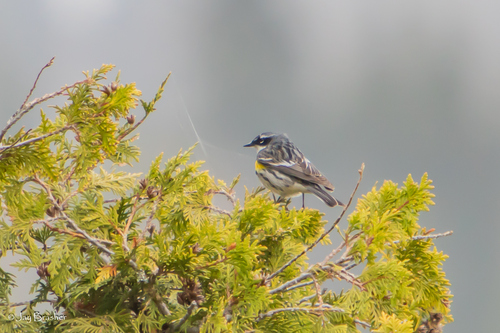 Myrtle Warbler photographed in Michigan