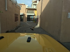 Gallus gallus domesticus