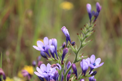 Image of Babiana fragrans by (c) Noeleen du Toit, some rights reserved (CC BY-SA)