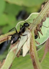 Camponotus