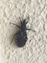 Triatoma