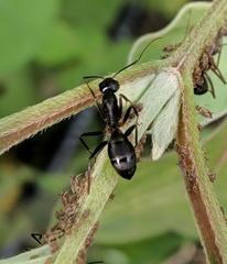Camponotus