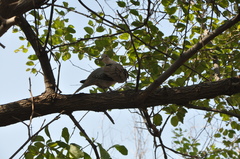 Streptopelia decaocto