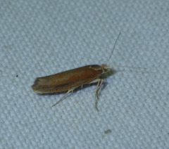 Ypsolopha ustella