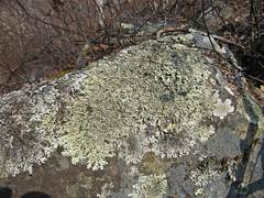 Xanthoparmelia stenophylla