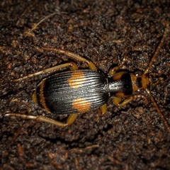 Pheropsophus verticalis