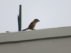 Lanius bucephalus
