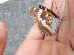 Limenitis glorifica
