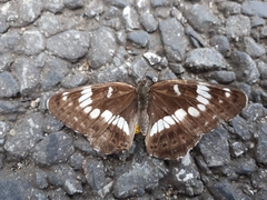 Limenitis glorifica