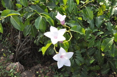 Cryptostegia