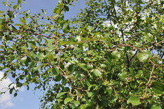 Ziziphus