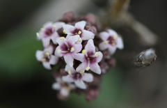 Valeriana carnosa