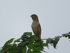 Lanius bucephalus