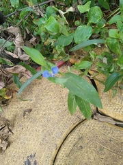 Commelina