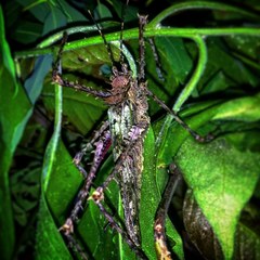 Phricta aberrans