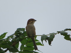Lanius bucephalus