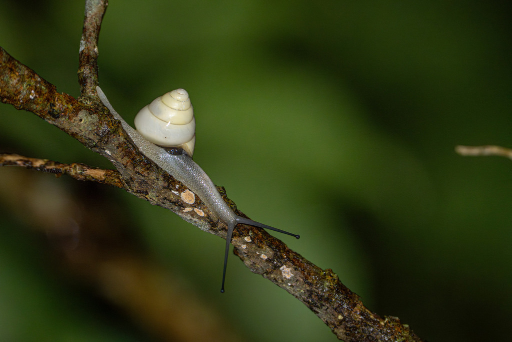 Satsuma amanoi