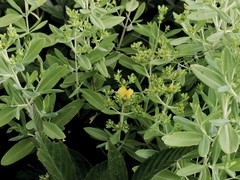 Hypericum lobocarpum